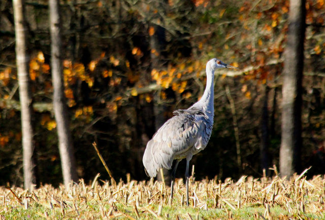 Sandhill Crane