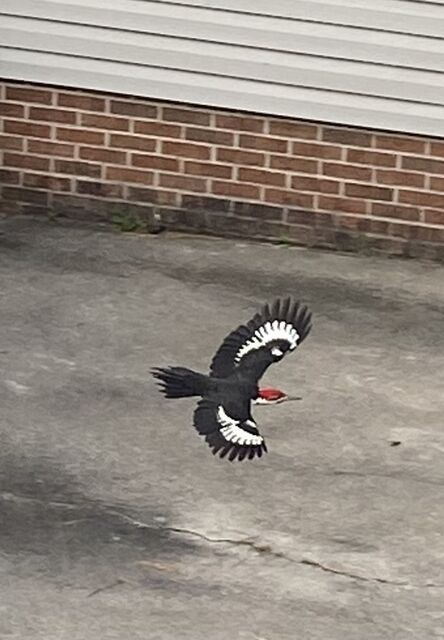 Pileated Woodpecker