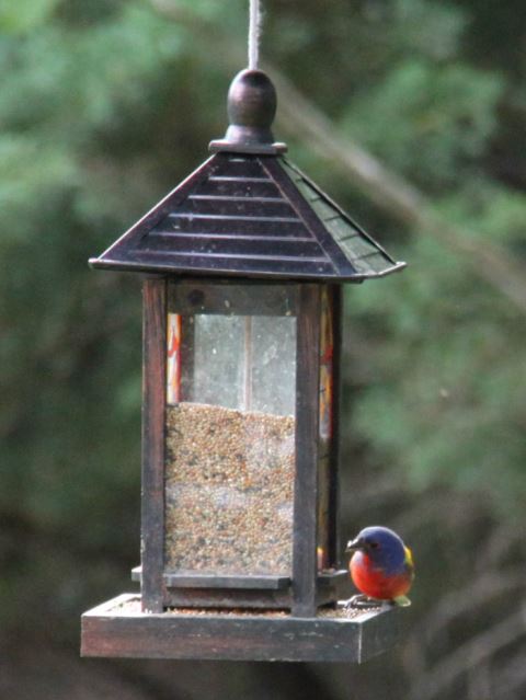 Painted Bunting