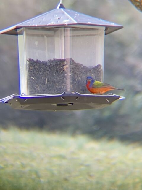 Painted Bunting