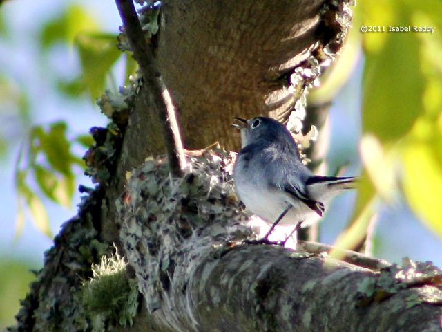 Blue-gray Gnatcatcher