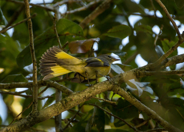 American Redstart