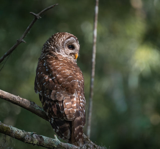 Barred Owl