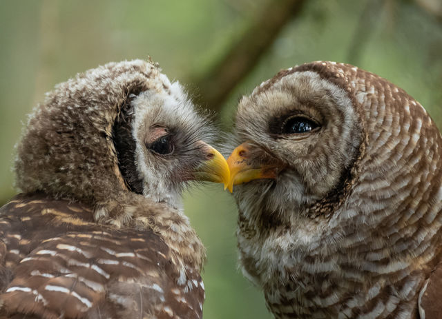 Barred Owl