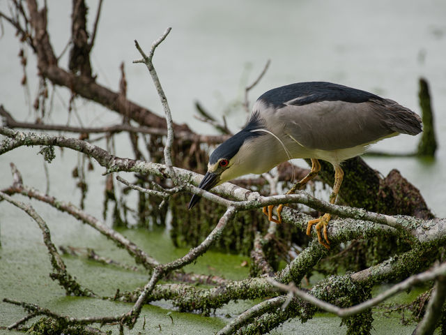 Black-crowned Night-Heron