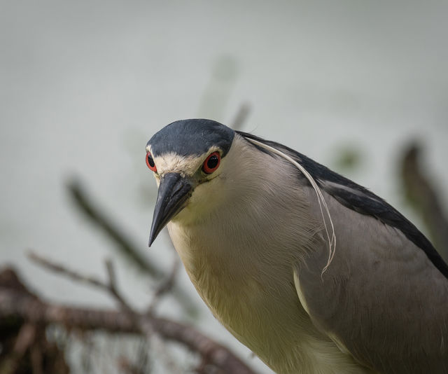 Black-crowned Night-Heron