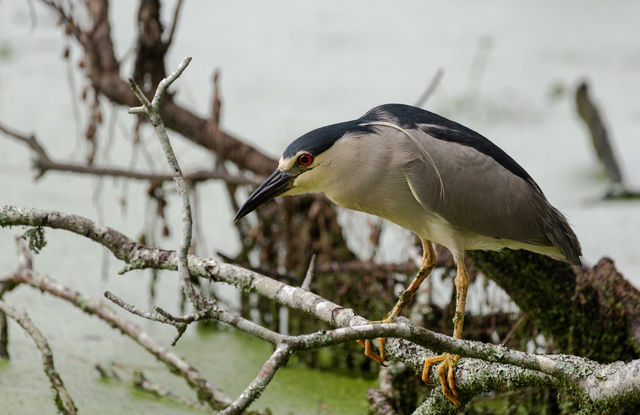 Black-crowned Night-Heron