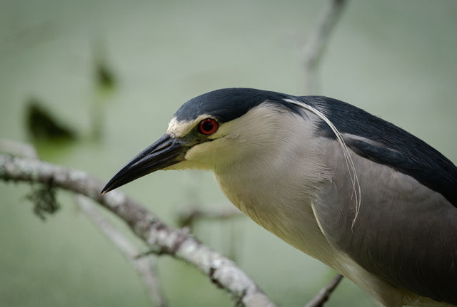 Black-crowned Night-Heron