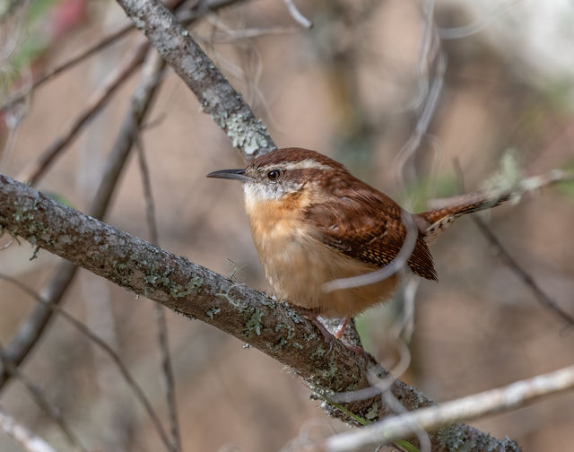 Carolina Wren