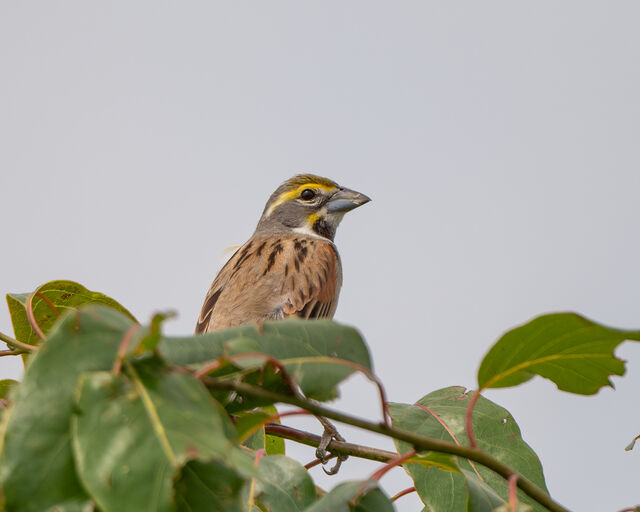 Dickcissel