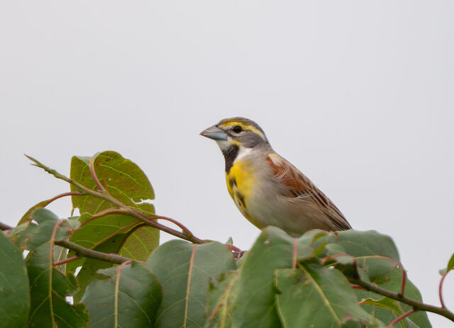 Dickcissel
