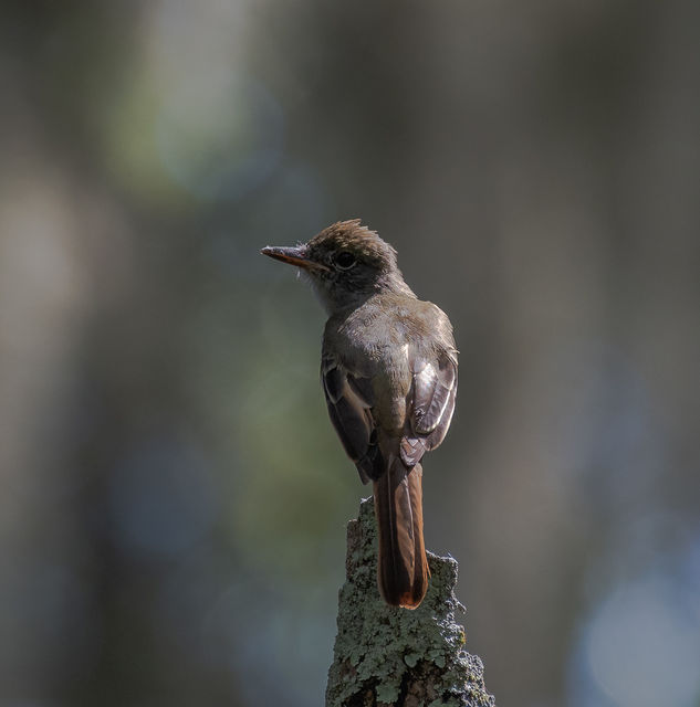 Great Crested Flycatcher