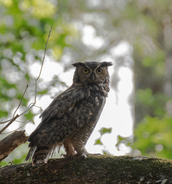 Great Horned Owl