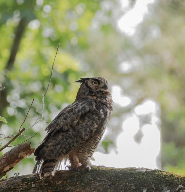 Great Horned Owl