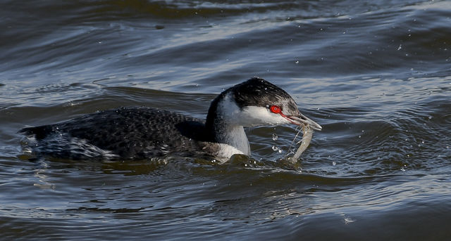 Horned Grebe
