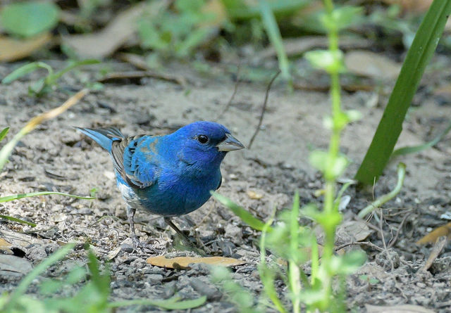 Indigo Bunting