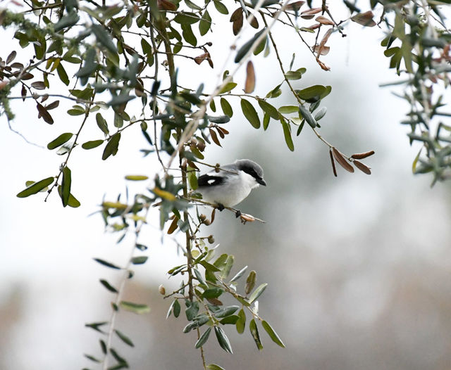 Loggerhead Shrike