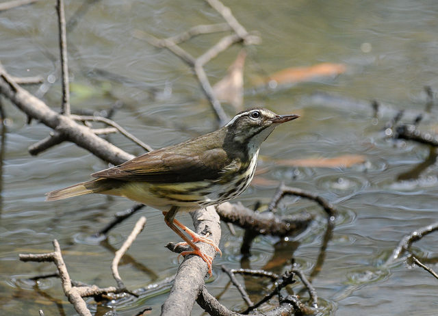 Louisiana Waterthrush