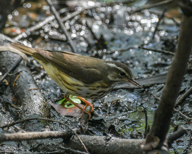 Louisiana Waterthrush