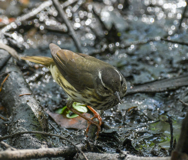 Louisiana Waterthrush