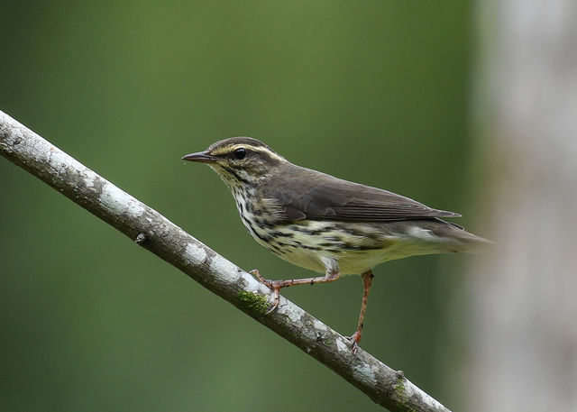 Northern Waterthrush
