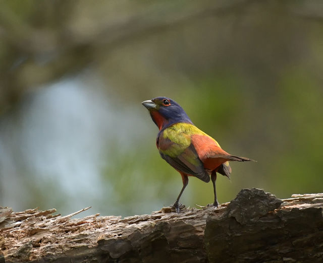 Painted Bunting