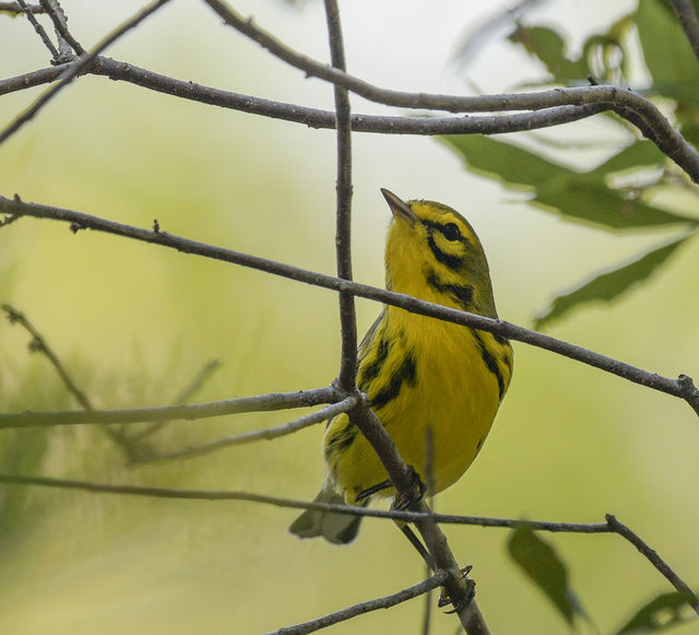 Prairie Warbler