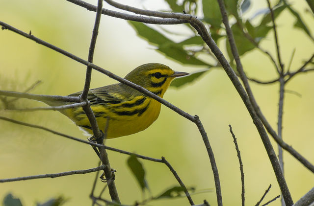 Prairie Warbler