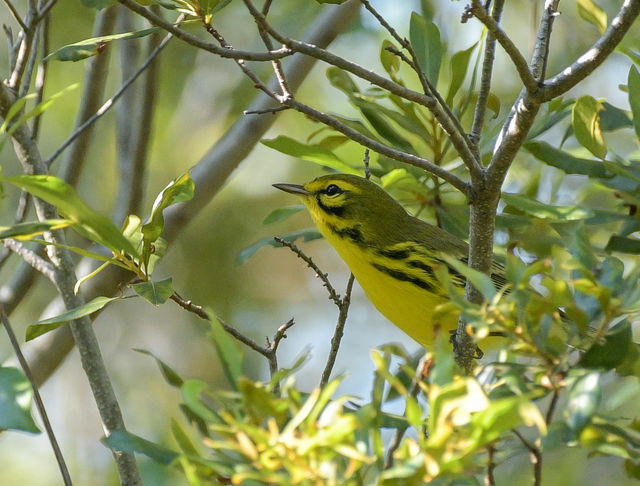 Prairie Warbler