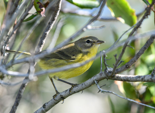 Prairie Warbler