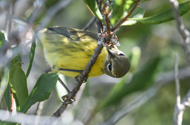 Prairie Warbler