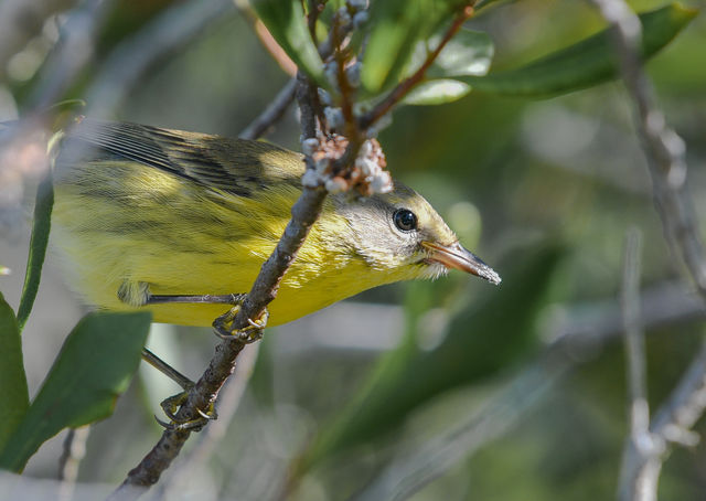 Prairie Warbler