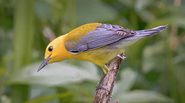 Prothonotary Warbler