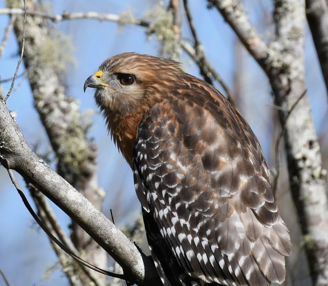 Red-shouldered Hawk