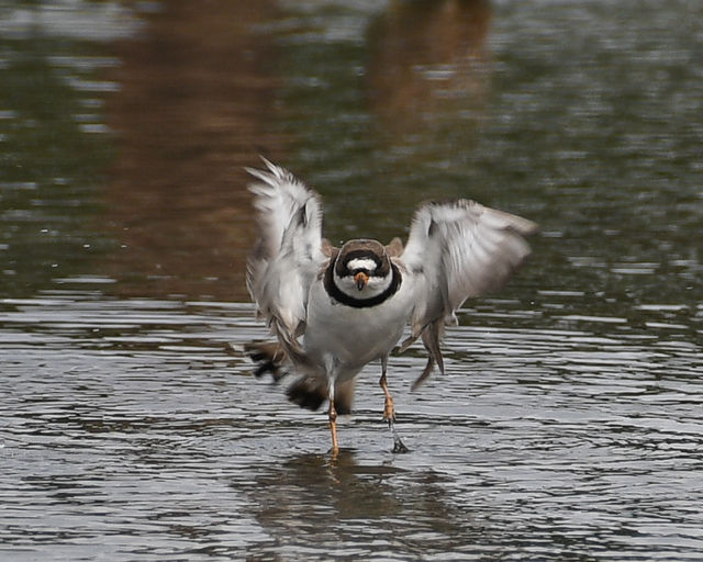 Semipalmated Plover