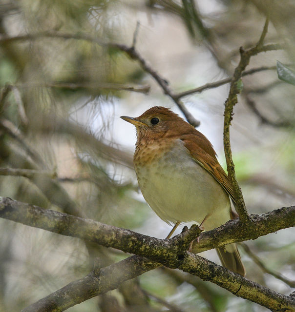Veery