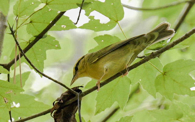 Worm-eating Warbler