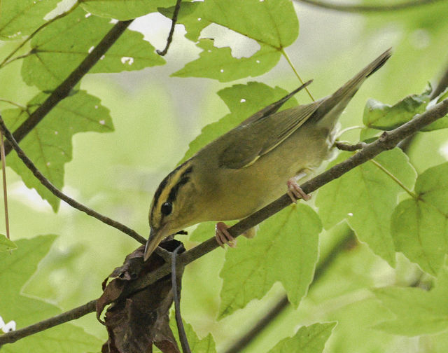 Worm-eating Warbler