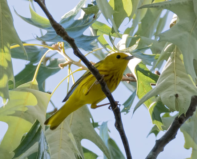 Yellow Warbler