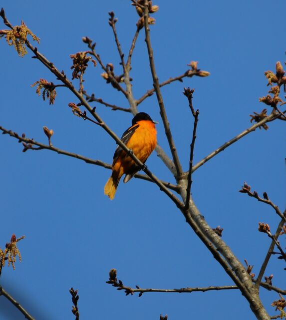 Baltimore Oriole