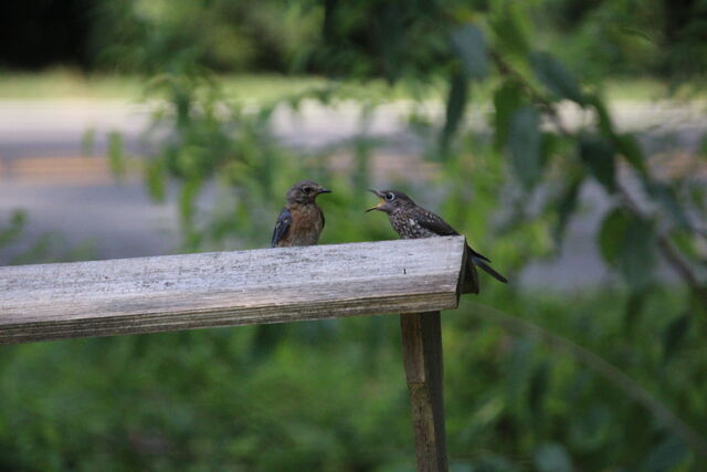Eastern Bluebird
