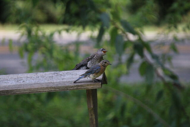 Eastern Bluebird