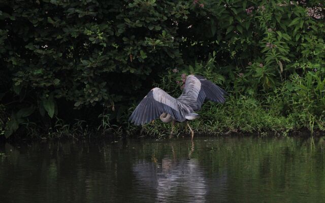 Great Blue Heron