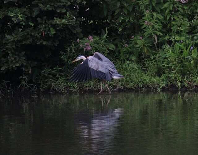 Great Blue Heron