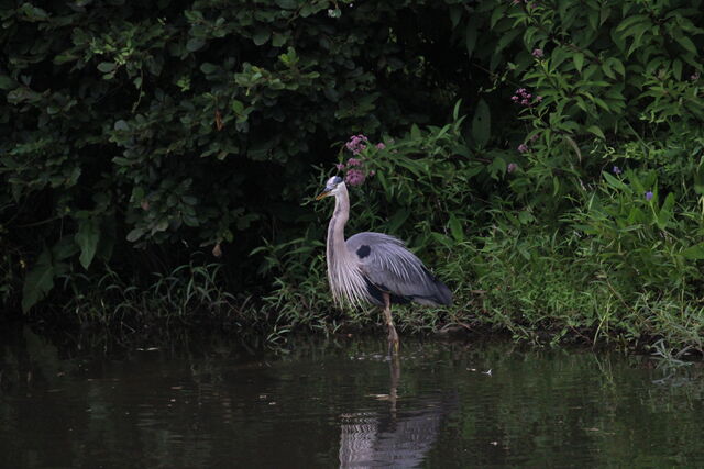 Great Blue Heron