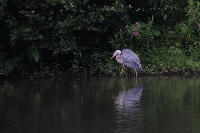 Great Blue Heron
