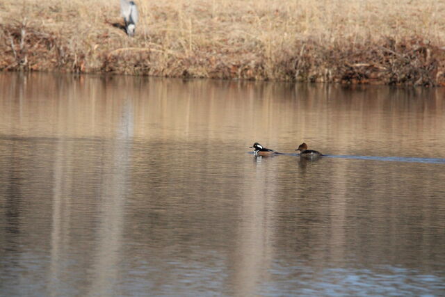 Hooded Merganser