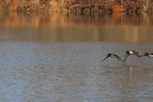 Hooded Merganser