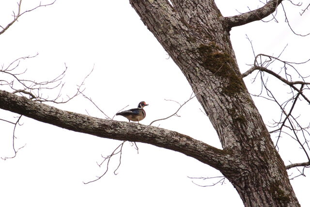 Wood Duck