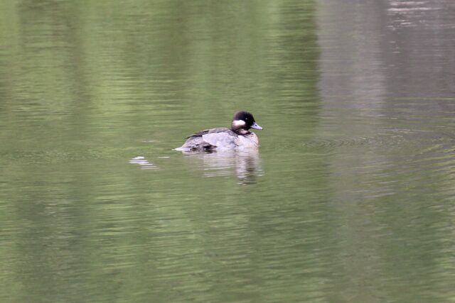 Bufflehead